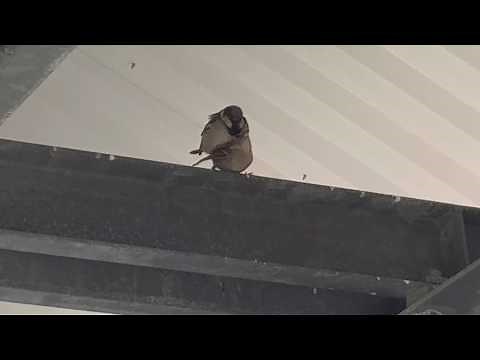 Mother bird trying to teach baby to fly