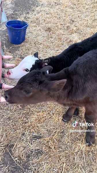 Understanding Jackrabbits: Farming, Behavior, and Impact