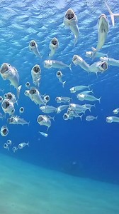 Indian Mackerel feeding on plankton 🤿🌊🙀 #mackerel #scuba #underwatervideo #redseadiving #scubadive #scubadiving #underwaterworld | Red Sea Diving
