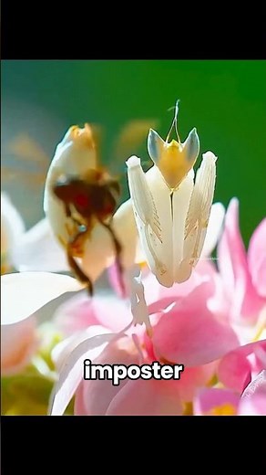 This Insect Disguises Itself as a Flower