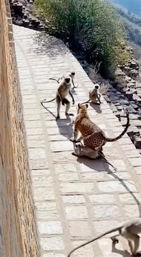 Leopard High-Speed Attack on Langur Monkeys 🚨‼️
