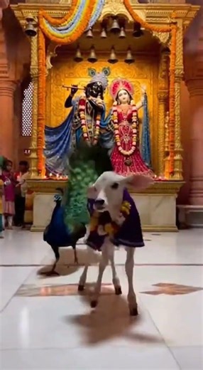 कृष्ण के मंदिर में आये उनके भक्त😳😍🥰❤️ #Krishna#GauMata#Moor#KrishnaBhakti#TempleMiracle#HinduDharm