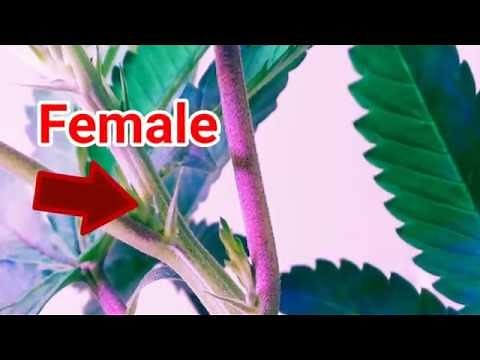 Cannabis Early Flowering Day #3 (Calyx & Pistils)