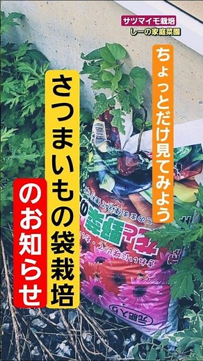さつまいも袋栽培を収穫の瞬間まで！《しーの家庭菜園＊さつまいも袋栽培2025》
