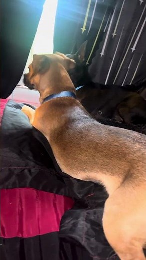 Miniature dachshund, and Chihuahua mix and Chiweenie