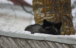 How To Put Lives In Scratch