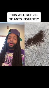 This will get rid of ants instantly | Lifesbook_ceo