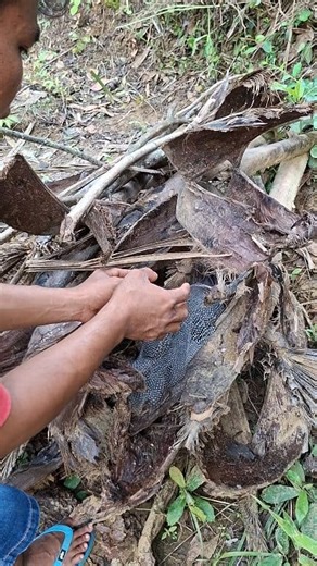 Catching chickens in the bushes #reels #fyp #viral | Moh Sahar