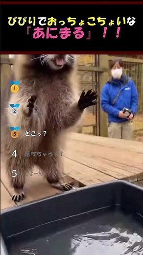 びびりな動物集めました！！#shorts #癒し
