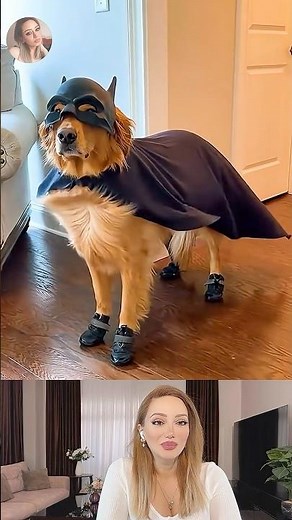 Funny Dog Videos| Dogs Halloween Costumes