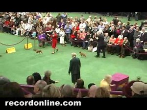 Miniature Pinscher Westminster Best of Breed