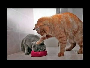 【笑える＆面白画像】何回見ても笑ってしまう面白画像集