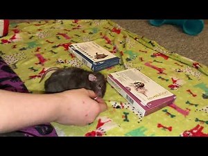 Treating my Pet Rats for Mites & Parasites