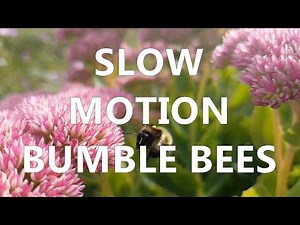 Slow Motion Bumble Bees (Sept 18, 2016)