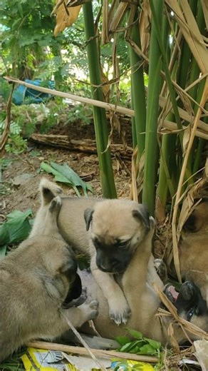 Hi Dogs #shortvideo #shorts #viral