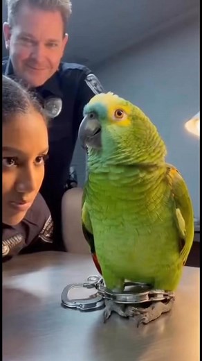 964K views · 24K reactions | Parrot & Cops – The Cuffed Compliment #parrot #cops #funnypets #funny #police #funnyvideos #talkingparrot #funnyreels #ParrotComedy #parrotroastingcops | Ronny Chieng Fan | Facebook