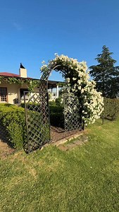 1.2K views · 720 reactions | Climbing Iceberg being trained over an arch. Stunning! If you wanted the rose to close the entire arch, it cannot reach down the other side. You would need to free some of the space on the hedge and plant a second climbing Iceberg and train it up for them to meet in the middle. Weeving and tying the canes in place. #rosearch, #climbingroses, #gardening, #colourscaping | Ludwig's Roses | Facebook