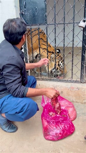 Tiger eating meat #shorts #tiger