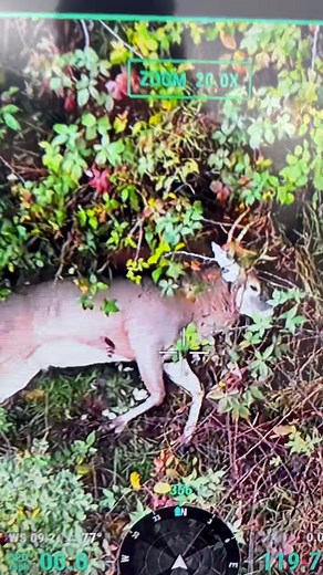 Hit the ZOOM. #dronedeerrecovery | Drone Deer Recovery