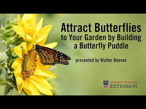 Attract Butterflies to Your Garden with a Butterfly Puddle with Walter Reeves