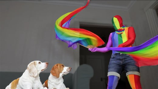 Owner Cheers Up Dogs with Rainbow Dance Party and Surprise Ball Pit