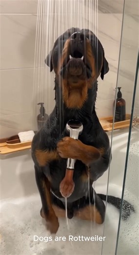 This dog didn’t just take a bath… he turned the bathroom into a full concert! 🎤🛁 Shampoo stage bathroom echo = superstar mode ON!” 🤣🐶🎶 #FunnyDog #DogBathTime #SingingDog #BathroomConcert #PetComedy #DogLovers #BathTimeFun #RottieLife #ChihuahuaLife #ViralPets #PetVideos #DogHumor #DailyLaugh | Dogs are Rottweiler