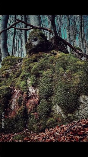 some clips from the forest guys..