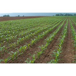 Agronomy Scout School: Crop Scouting Fundamentals