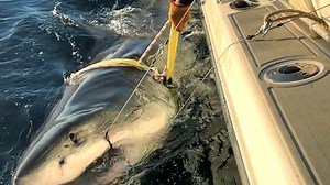 Meet Contender: The massive great white shark spotted off Outer Banks coast