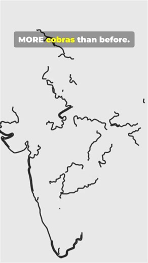 Cobra Paradox Explained in 45 Seconds #history #facts