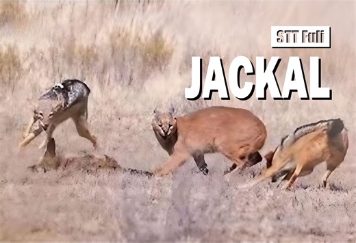 【动物纪录】[中文字幕] 狞猫夺取胡狼的猎物 | Animal Fight Night