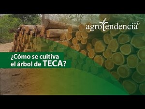Potencialidades de la MADERA TECA