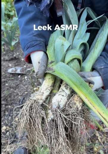 Harvesting the last of our leeks🥬 #leeks #harvesting #homegrown #farmlife #asmr