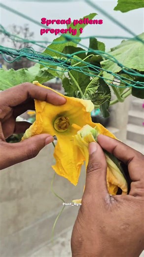 How to Hand Pollinate Pumpkin Flowers for Maximum Yield | 100% Fruit Set Trick