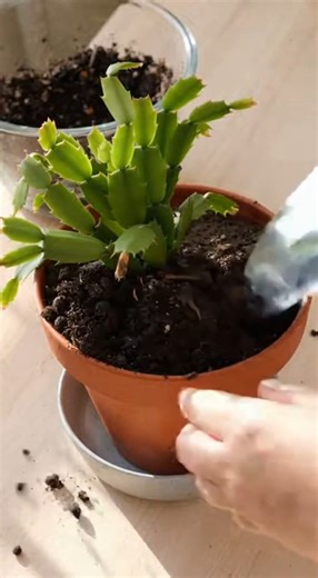 Why your Christmas cactus is losing its flowers: three mistakes to avoid | Garden and home tricks