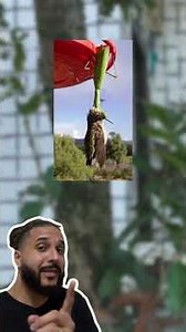 The cicada was captured by the praying mantis and was PANICKING!