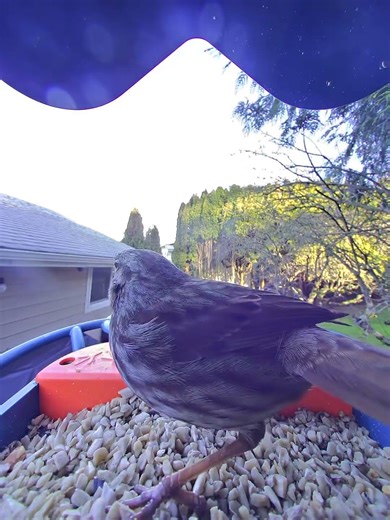 Song Sparrow playing keep-away on top of the seed pile in the #BirdBuddy #birdfeeder