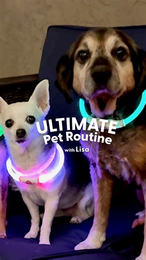 The second the patio door opens, the senior dogs turn into puppies 💜 In this week's episode of Ultimate Pet Routine, Lisa tells us how each dog at the "rave" gets a different color LED collar, and how even the most mellow senior dogs get SO excited! It’s Senior Dog Month, we’re celebrating all the golden oldies who still know how to party 🪩🐾 Join the party with Lisa and All the Foster Pups on Instagram: thedo.do/allthefosterpups. | The Dodo