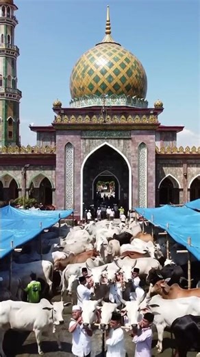 Tradisi Sapi Kurban Akbar di Masjid #trustonallah