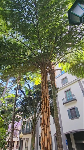 Tree fern.