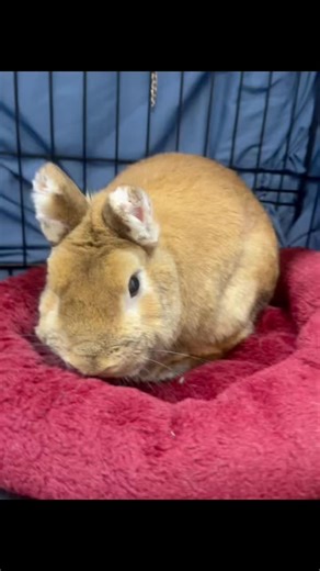 Dan Cosgrove Animal Shelter | Just when you thought you couldn’t be more disgusted by people … 😡😞 This little bunny was found with his ears intentionally cut off at the... | Instagram