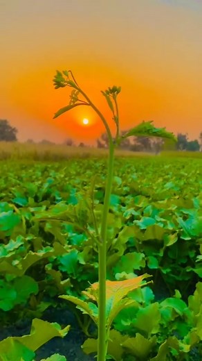 Lovely moment 🥀🥀🎈 #reels #resslsinstagram #reelsindia #reelsindia #movies #moviescenes #foryou #viral #viralvideos #vídeo