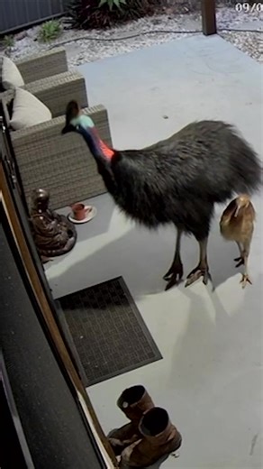 1.1M views · 4.9K reactions | A cassowary dad and his chick have been...