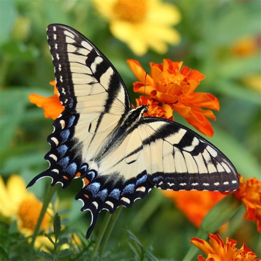 Annual and Perennial Butterfly Garden Design Plans
