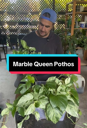 Marble Queen Pothos: Variegation and Growth Update