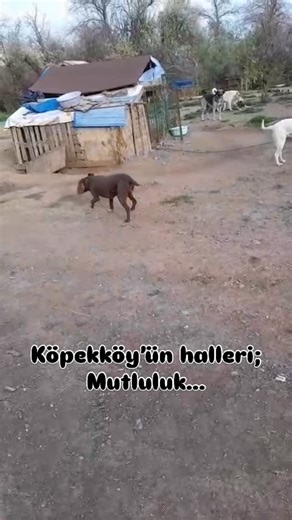 GÖKSEL ÖYMEZ on Instagram: "YORUM BEĞENİ PAYLAŞIM KAYDET!!! . Ankara Kazan Çubuk Arasında ki Kaptı Mevkiinde 300 civarında muhtaç canı doyurup tedavilerini yapıyorum ayrıca bahçem de çok sayıda kurtarılmış bir kısmı engelli özel can var haliyle yükümüz arttı profildeki @ormanamama linkini tıklayın Köpek köy olarak kayıtlıyım desteklerinizi bekliyorum 🙏 . I am retired and we devoted ourselves to animals with my wife. I am feeding more than 300 dogs in the mountains every day and so