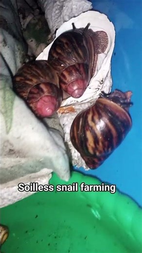 Give Clam Shells To Baby Snails
