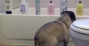 Top 10 Funniest Pug Videos Of All Time