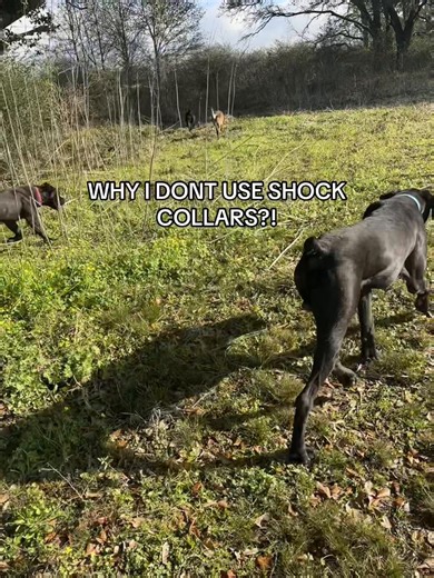 WHY I DONT USE SHOCK COLLARS?! Obedience training eliminates the need for shock collars. An obedient dog doesn’t need a shock collar. #fyp #dogtraining #dogtrainingtips