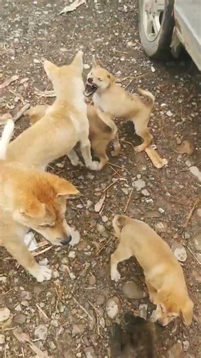 ✨ Simba's Happy Paw Story🐾 The Sweet Life of Simba #puppy #simmba #cute #animals #pets #adoreble